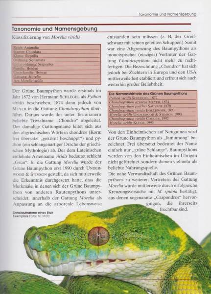 Preview: Grüner Baumpython – Morelia viridis